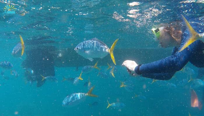 Snorkeling with fish