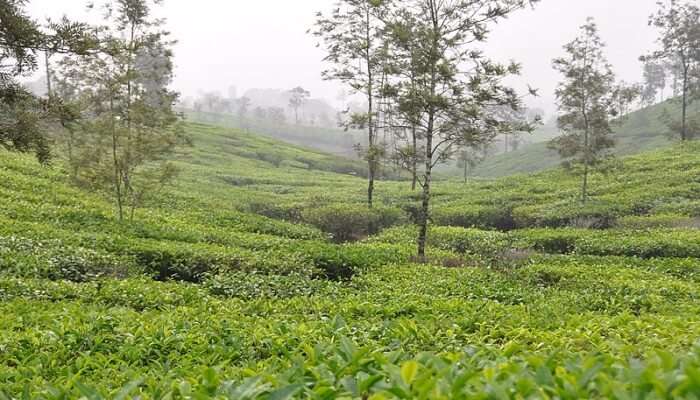 Tea Farms View
