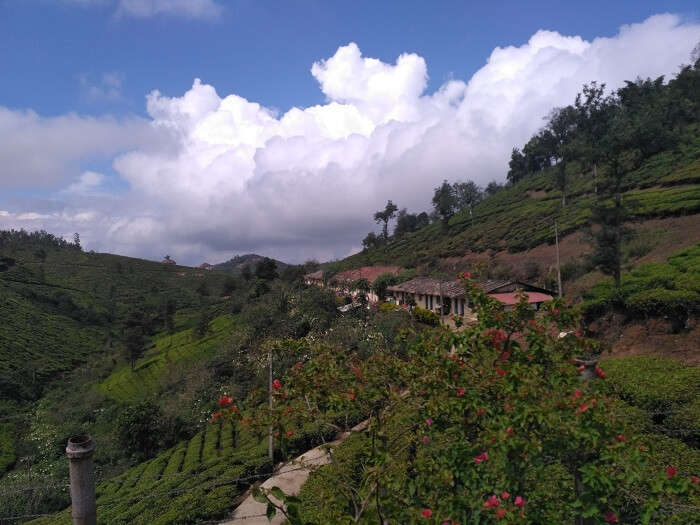 Tea plantations in Thekkady
