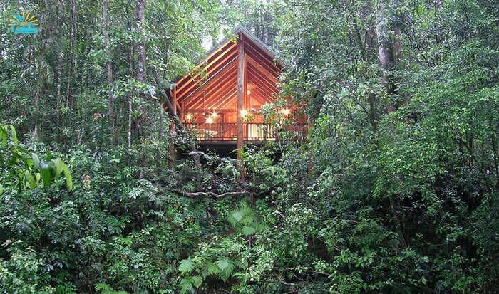 The Canopy treehouses in the dense rainforest