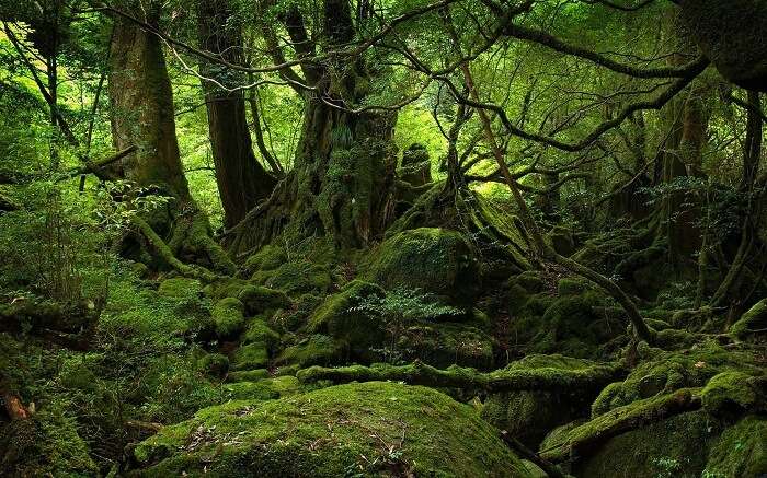The greens of the Aokigahara suicide forest in Japan