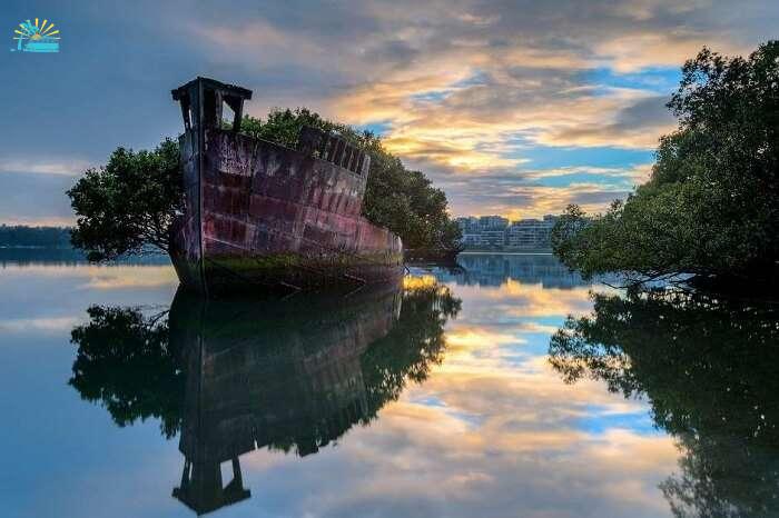 The sprouting mangrove trees through the SS Ayrfield in Sydney