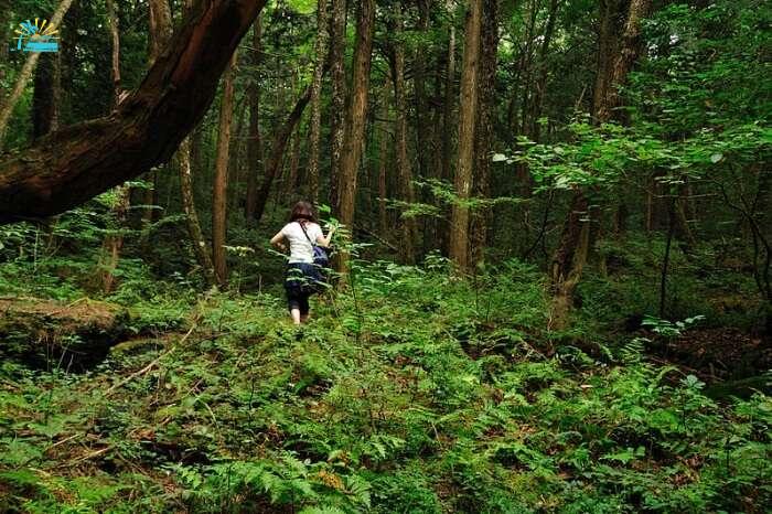 The suicide forest of Aokigahara