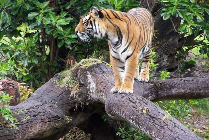 tiger standing on a rock