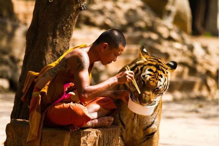 Tiger Temple - a popular tourist attraction in Bangkok
