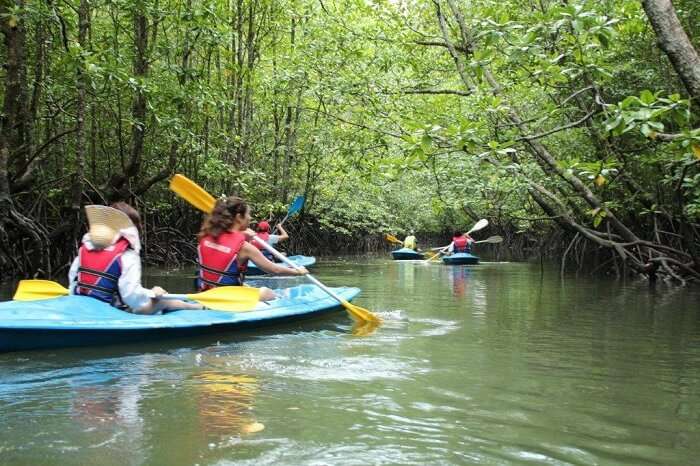 Tourists on a mangrove kayaking tour in Langkawi