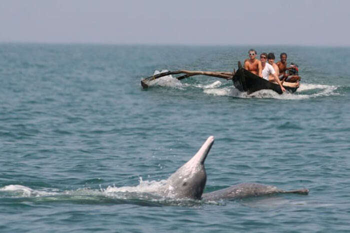 Travelers spot a dolphin enjoying near the Butterfly beach in Goa
