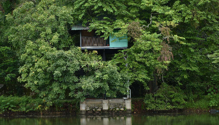Tree House Stay, best adventure things to do in Wayanad