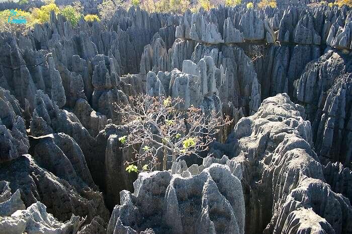 Tsingy Of Bemaraha