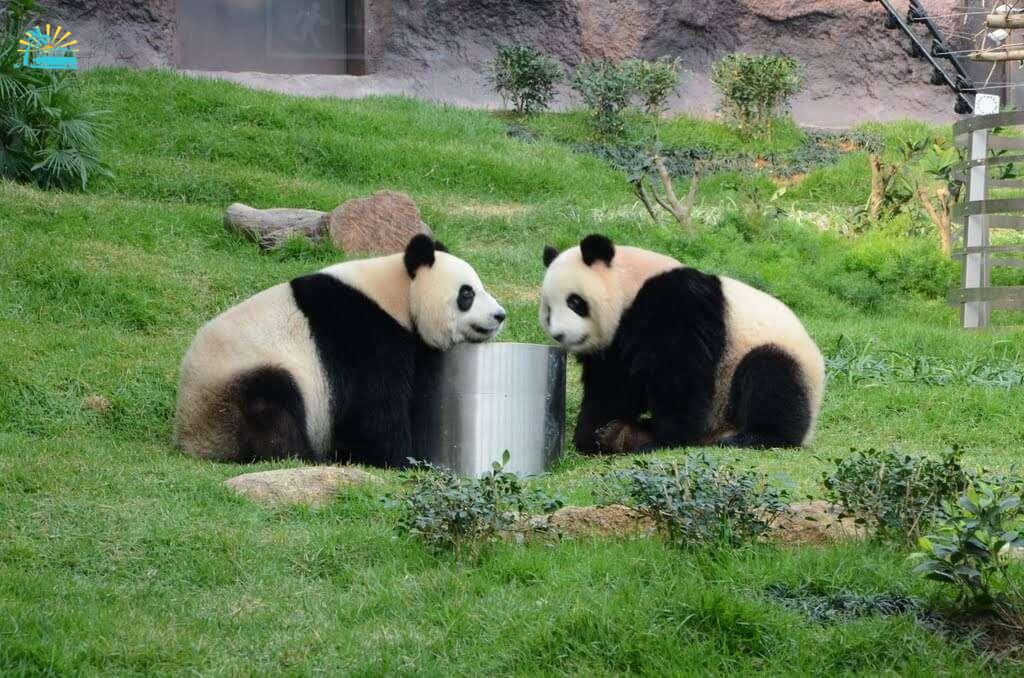 Two giant pandas playing with a steel drum in Seac Pai Van Park