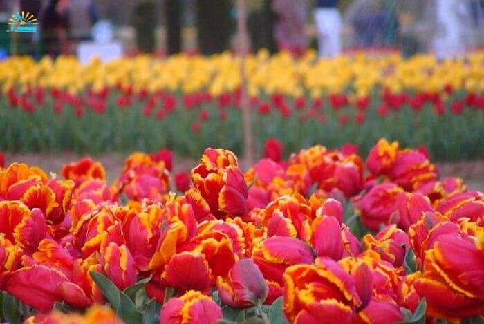 Visit Indira Gandhi Memorial Tulip Garden in Srinagar