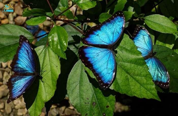 Visit The Butterfly Farm