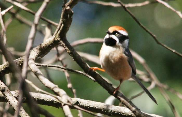 Visit the Pangot and Kilbury Bird Sanctuary