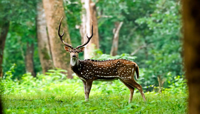 One of the best things to do in Wayanad is to visit the famous Wildlife Sanctuary
