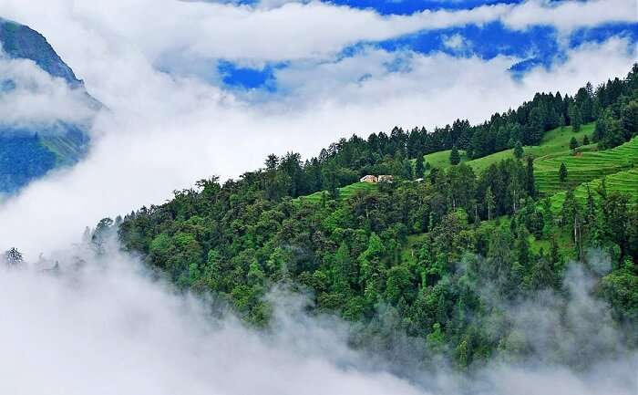 Weather Of Auli In Summer
