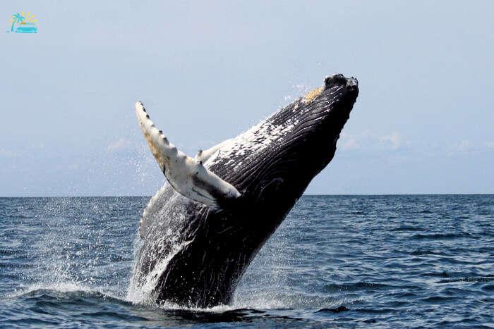 Whale jumping from sea water
