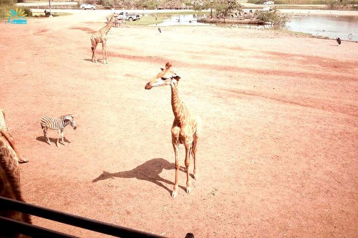 Witnessing Giraffes in Safari World