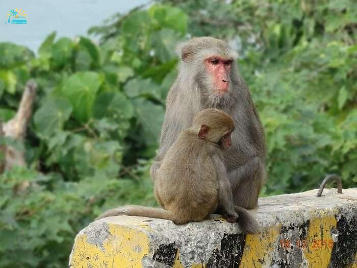 amazing macaques of Lower Peirce