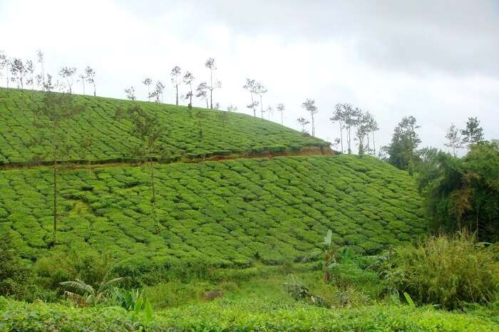 coorg duration