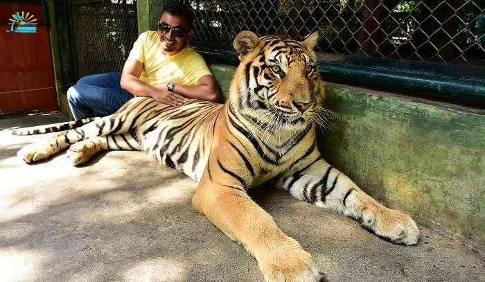 glad to touch the real tigers