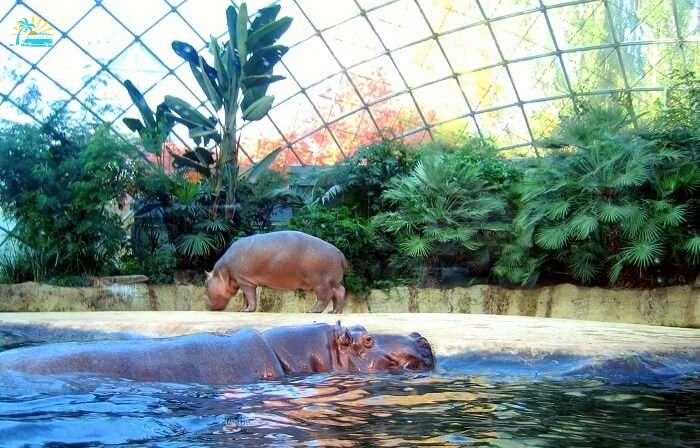 hippopotamus swimming in the lake in the zoo