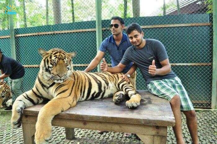 karthik taking pictures with a tiger in tiger kingdom