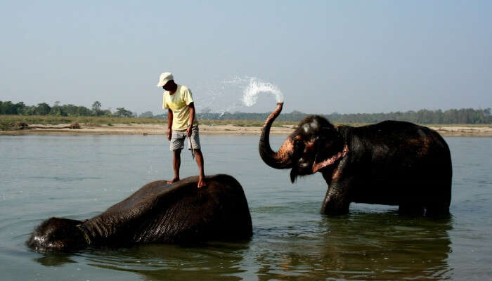 man bathing elephants
