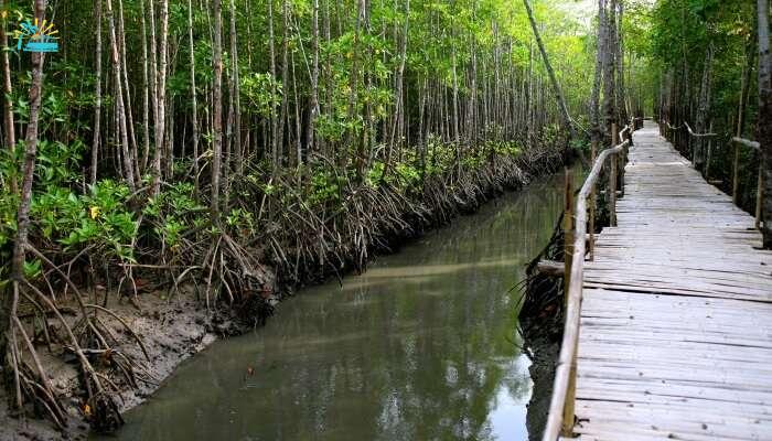 mangrove channels and reaching