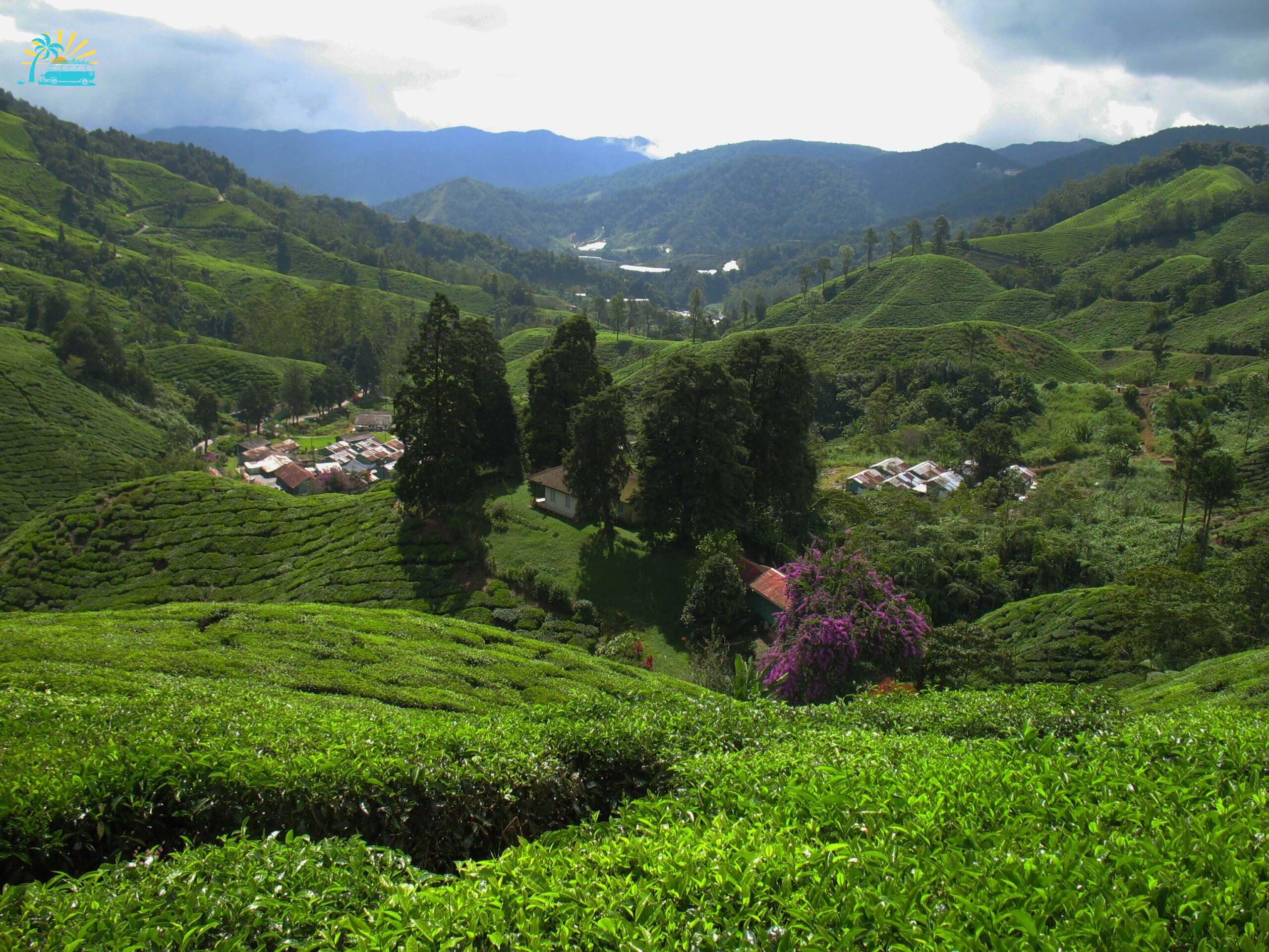 most popular tea plantations in Malaysia