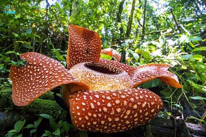 rafflesia flower plant in Madagascar