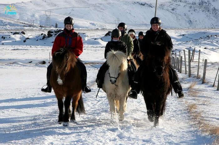 riding the icelandic horse