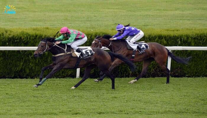 see a horse race in Hong Kong