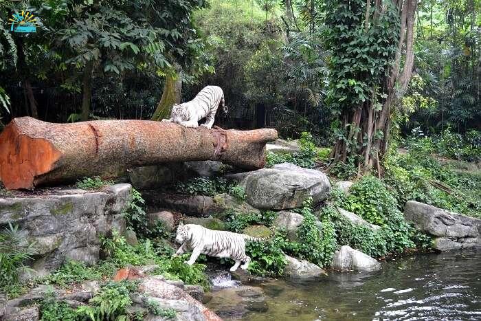 singapore zoo tigers