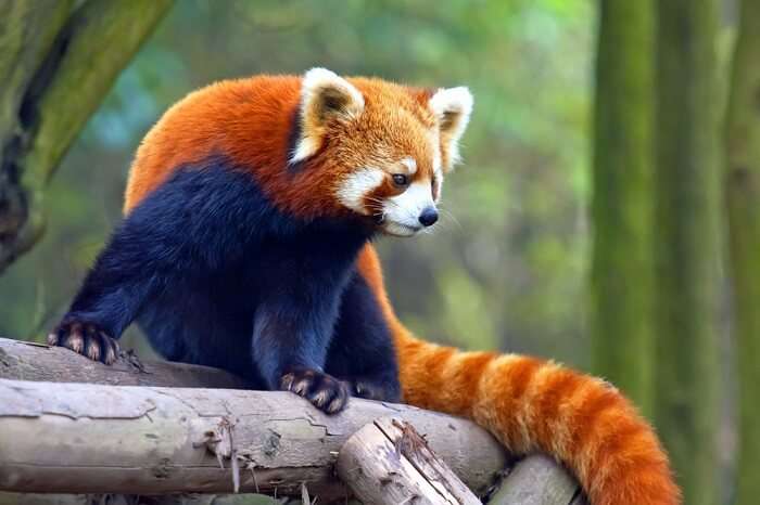 spot red pandas in sikkim