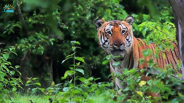 the Royal Bengal Tiger at the The Pench Tiger Reserve